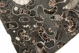Polished Ammonite (Promicroceras) Slice - Marston Magna Marble #211347-1